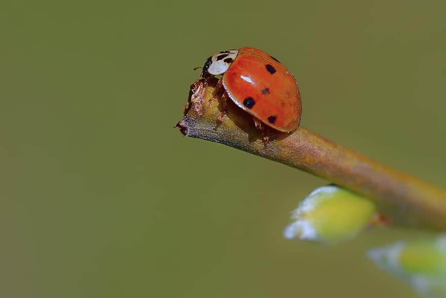 Marienkäfer, Frühling, Natur, Insekt