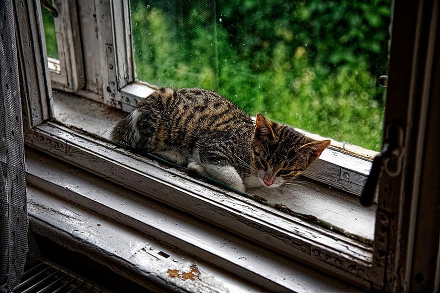 kattunge, fönsterkarm, katt, djur-, kattdjur, fönster, tamkatt, husdjur, söt, morrhår, ser