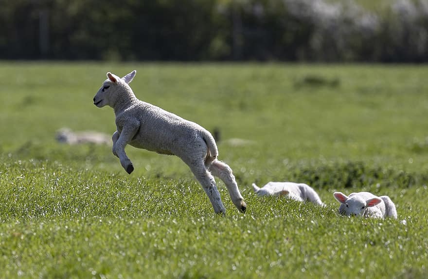 Sheep, Lamb, Animals, Livestock, Bouncing Lamb, Farm, Pasture, Field, Nature, Rural, Grass