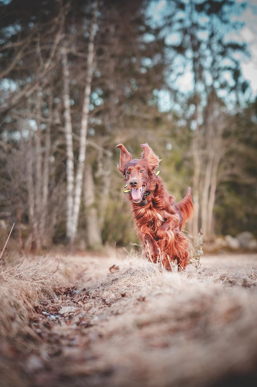 Dog, Irish, Setter, Mischievous, Forest, Hunting, Hunting Dog, pets, cute, canine, purebred dog