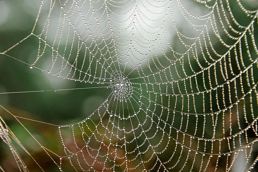 Spider Web, Cobweb, Wet, Raindrops, Dewdrops, Dew, Droplets