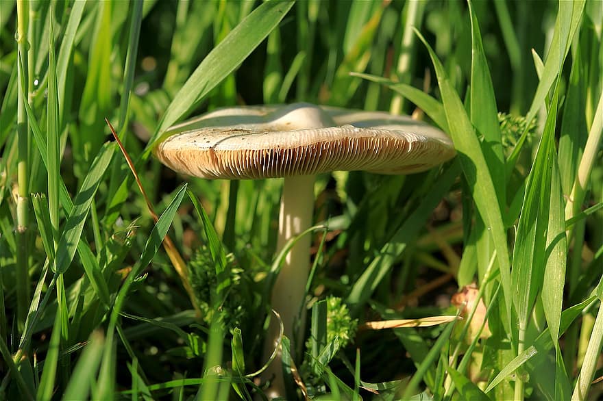 Mushroom, Fruiting Bodies, Field Mushroom, Edible Mushroom, Edible, Grain Field, Close Up, close-up, green color, fungus, grass