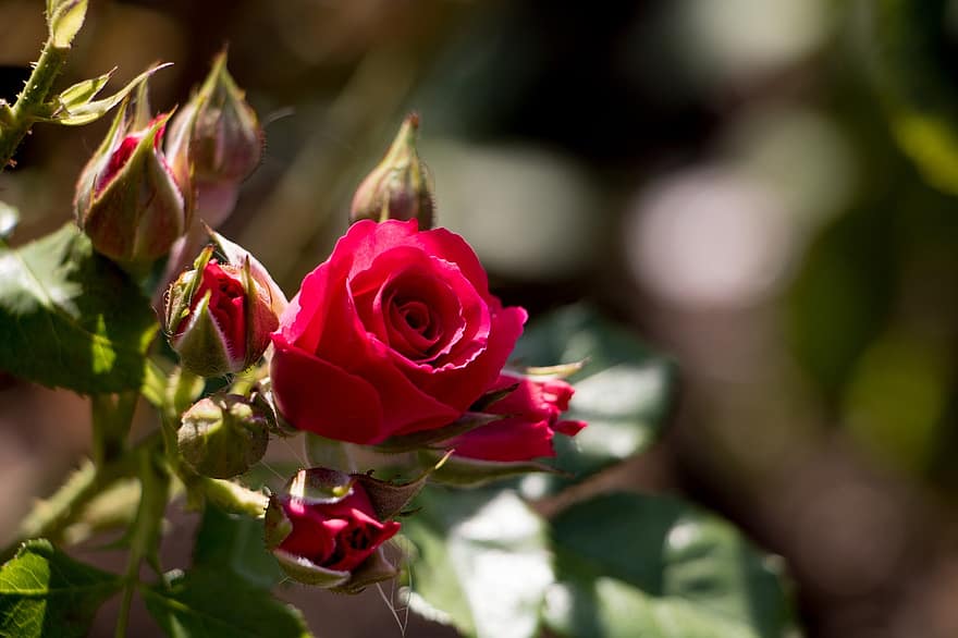 rosas, botões, flores, rosas vermelhas, botões de rosa, pétalas, pétalas de rosa, florescendo, florescimento, flora, floricultura