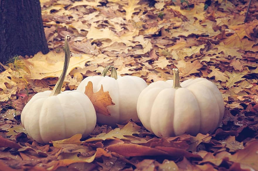 warzywo, dynia, jesień, liść, halloween, październik, pora roku, żółty, dekoracja, tła, gurda