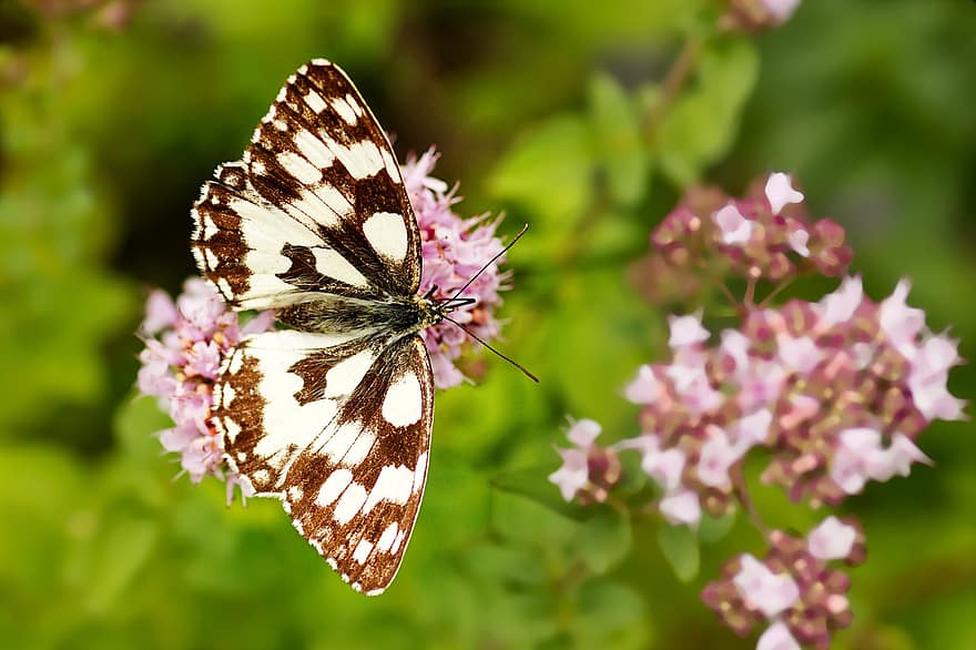 borboleta branca marmorizada, borboleta, flores, inseto, asas, flores cor de rosa, plantar, natureza, verão