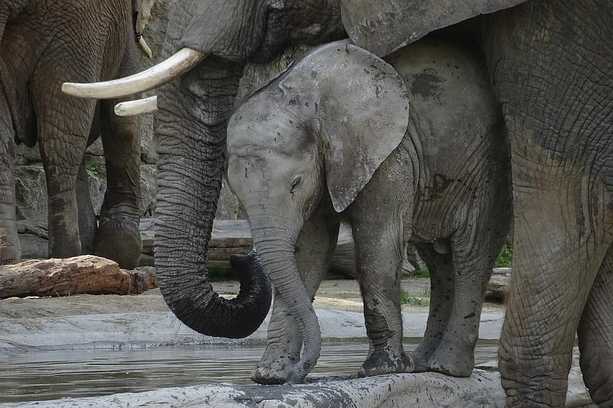 gajah, ibu, bayi, betis, keturunan, taring gajah, gading, batang gajah, binatang yg berkulit tebal, liar, binatang