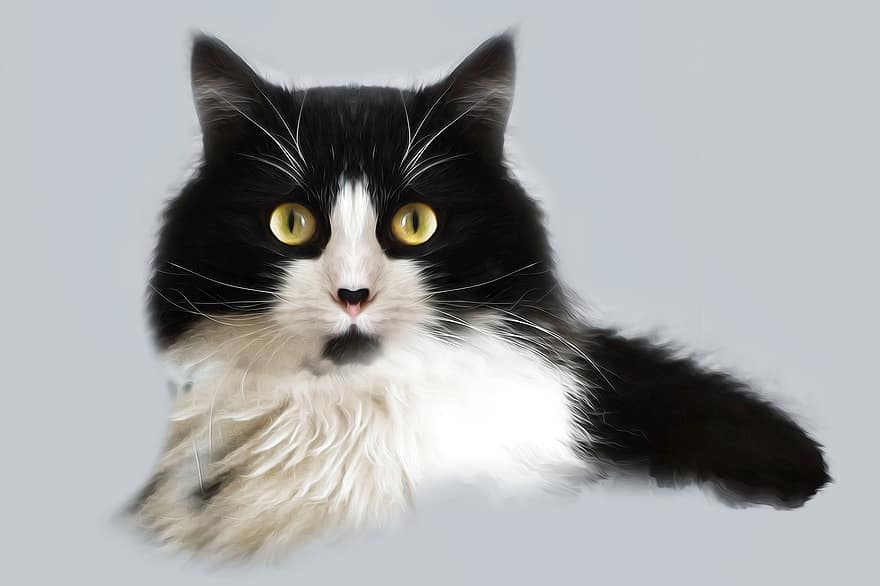 kočka, oči, Kočkovitý, domácí zvíře, koťátko, kotě, mňoukat, portrét, srst, Černá, kožešinový