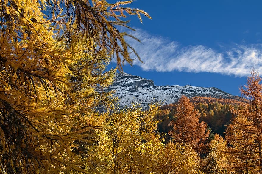 natuur, berg-, Alpen, herfst, seizoen, buitenshuis, reis, exploratie, valle d'aosta, Bos, bomen