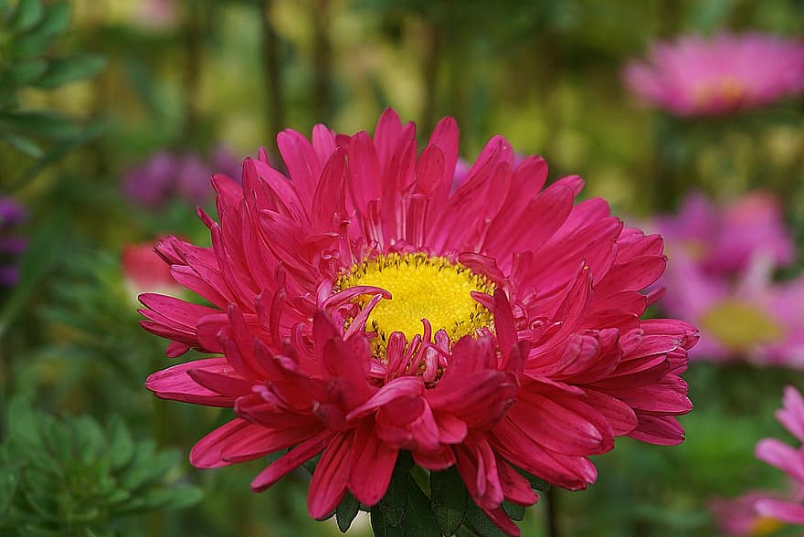 Perennial Asters, Marcinki, Flower, The Petals, Aster, Astra, Garden, Colorful, Plant, Blooming, Nature