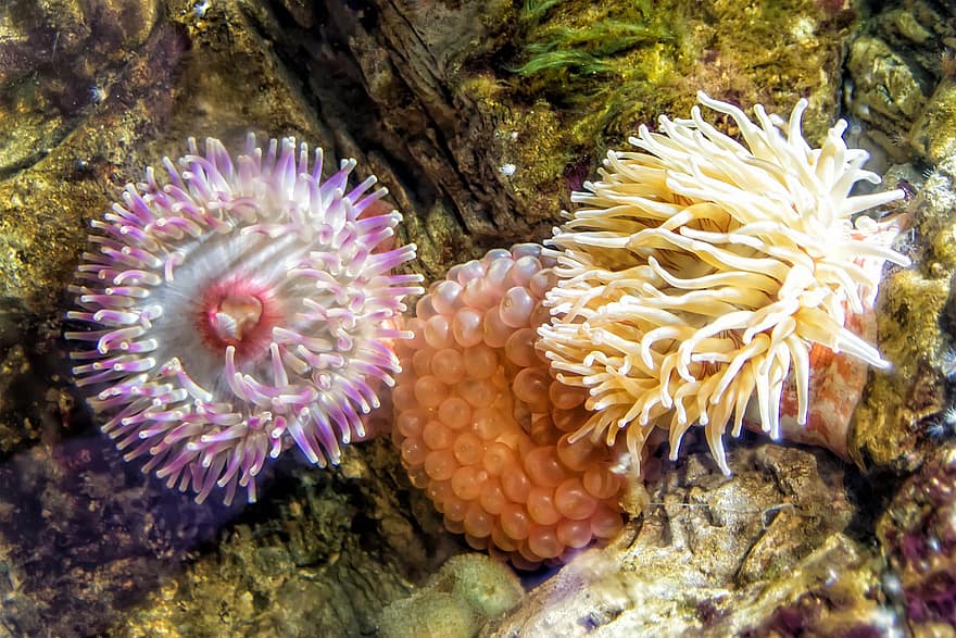 Korallenriff, Koralle, Anemone, unter wasser, Meer, Wasser
