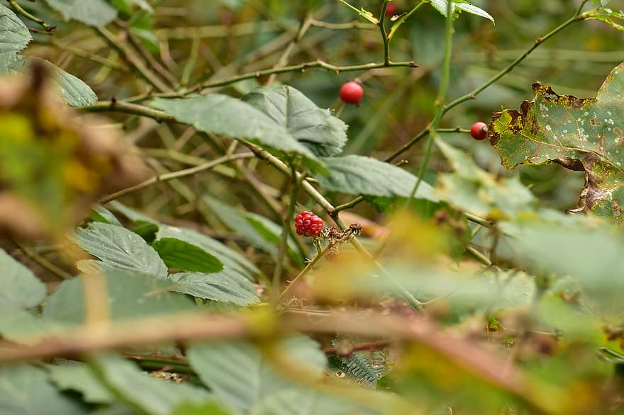 Rose Hip Plant, Wild Berry, Fruits, Nature