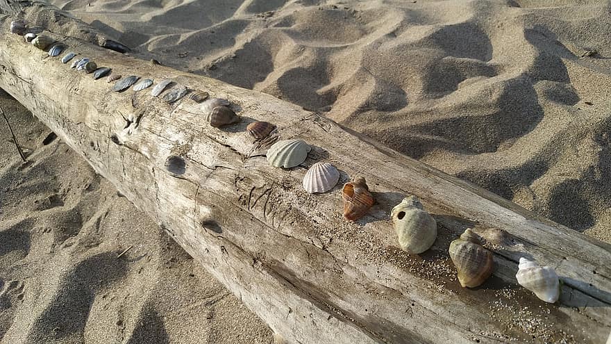 Shells, Wood, Sand, Seashells, Collection, Coast, Coastline, Seashore