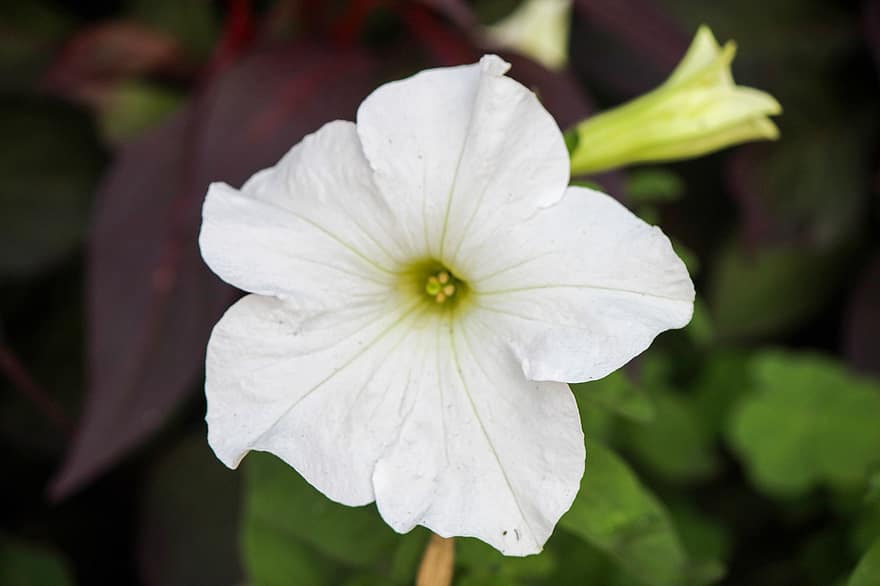 Petunia, Flower, White Flower, Petals, White Petals, Bloom, Blossom, Flora, Plant, Nature, close-up