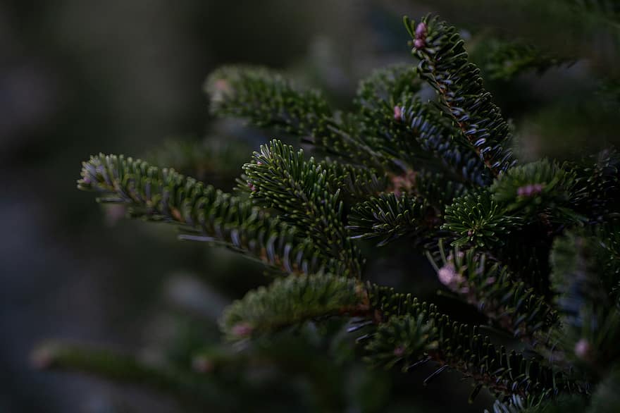 Douglas Fir, cây, cây giáng sinh, giáng sinh, trang trí, mùa đông, ngày lễ, tháng mười hai, thường xanh, theo mùa, xmas