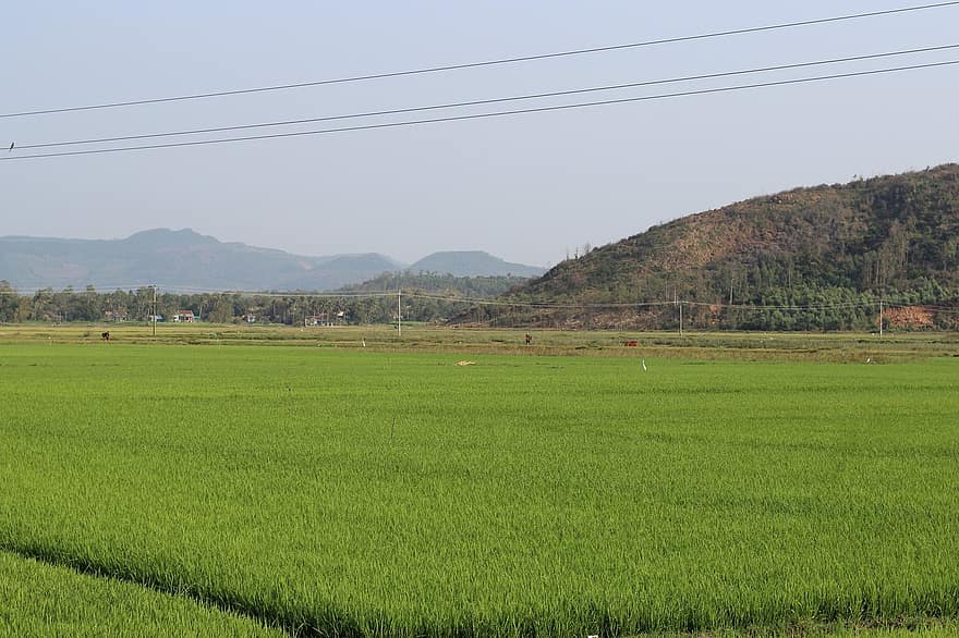 Vietnamas, Azijoje, lauke, ryžiai, ūkininkas, Žemdirbystė, ūkis, žalias, pobūdį, kelionė, dangus