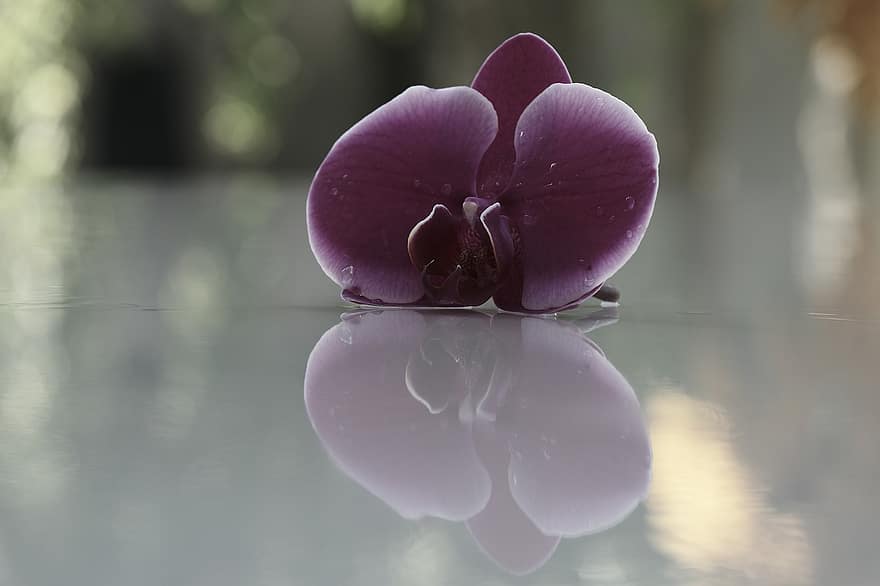 orquídea, reflexión, Rocío, orquidea morada, gotas de rocío, flor, Flores moradas, pétalos, pétalos morados, Orquídea, reflejo
