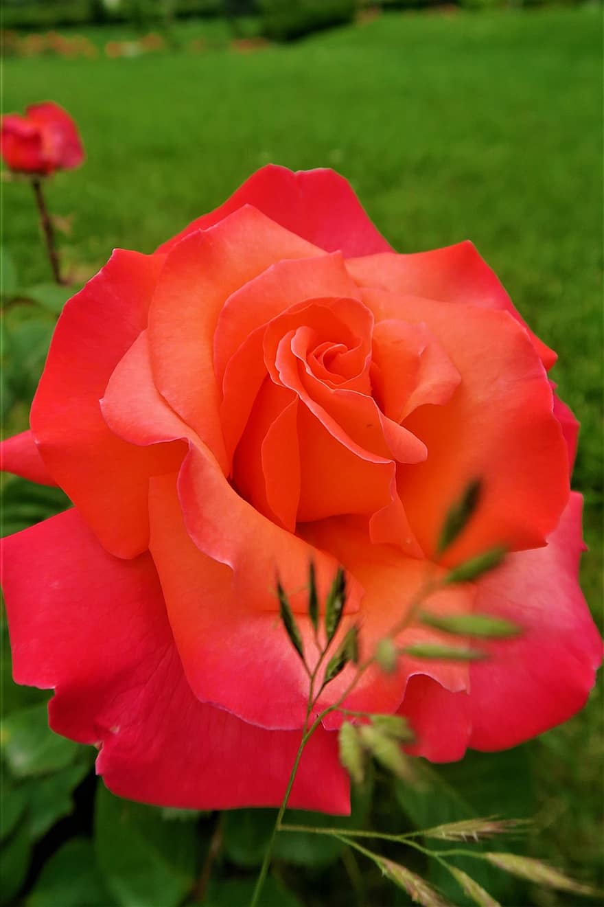 Rosa, naturaleza, planta, rojo, flor, amor