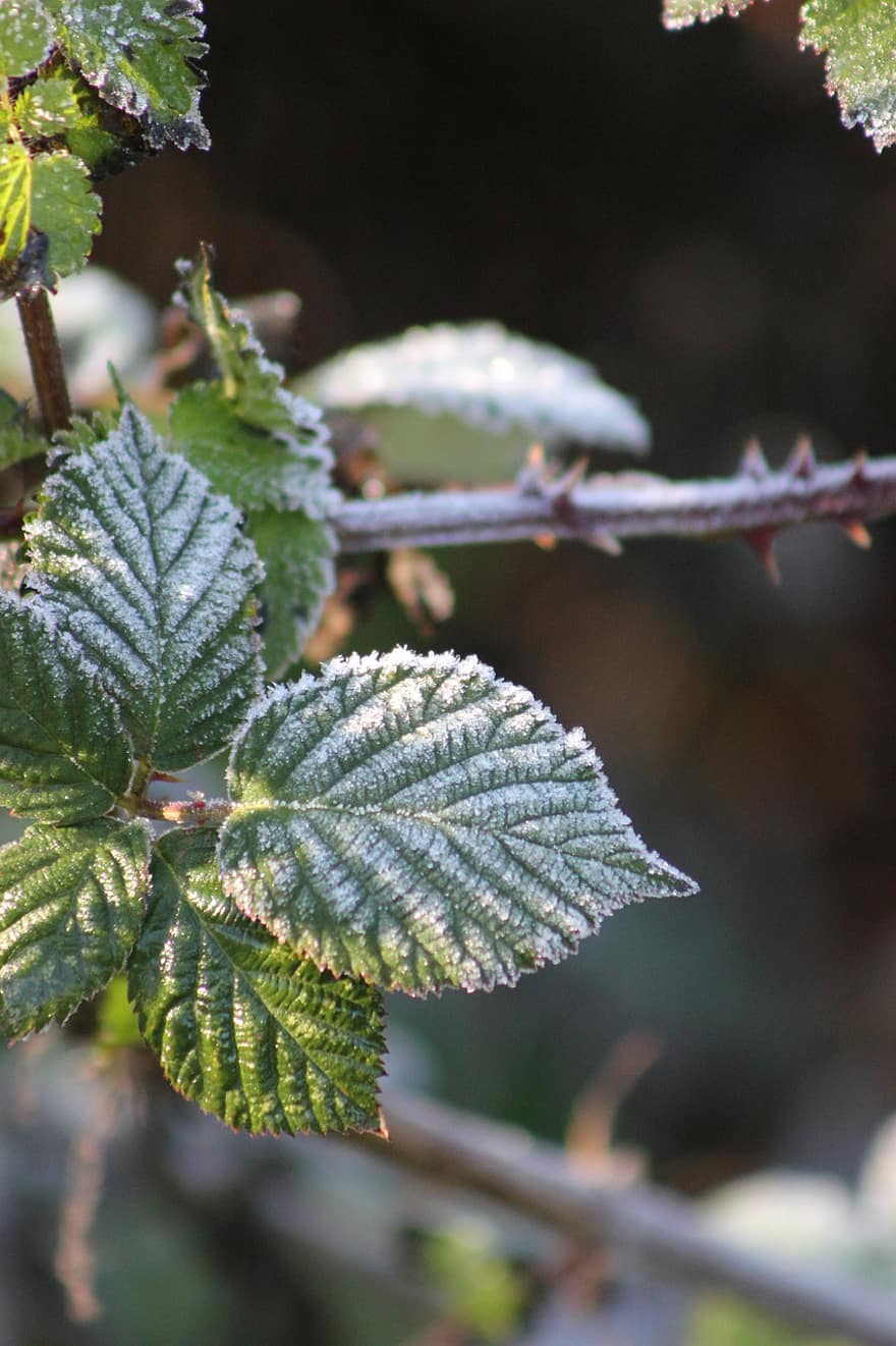 Nature, Frost, Botany, Blackberry Plant