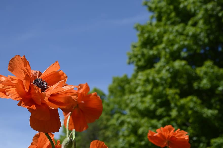 Poppies, Flowers, Plant, Petals, Red Flowers, Bloom, Blossom, Summer, Pretty Flowers, Delicate, Nature