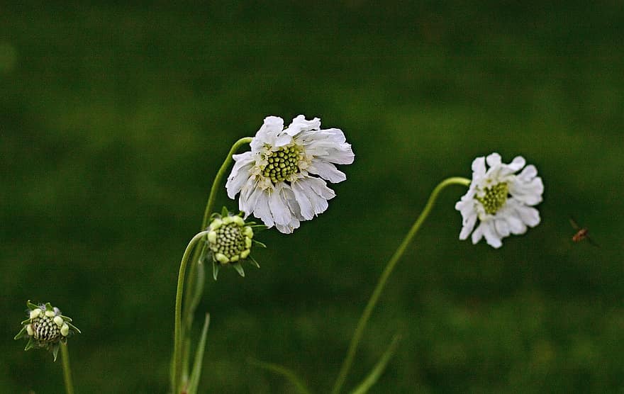 Kaukasisk fnat, blomster, plante, Scabiosa Caucasica Alba, Perfecta Alba, Scabiosa Caucasica, hvide blomster, kronblade, knopper, flor, have