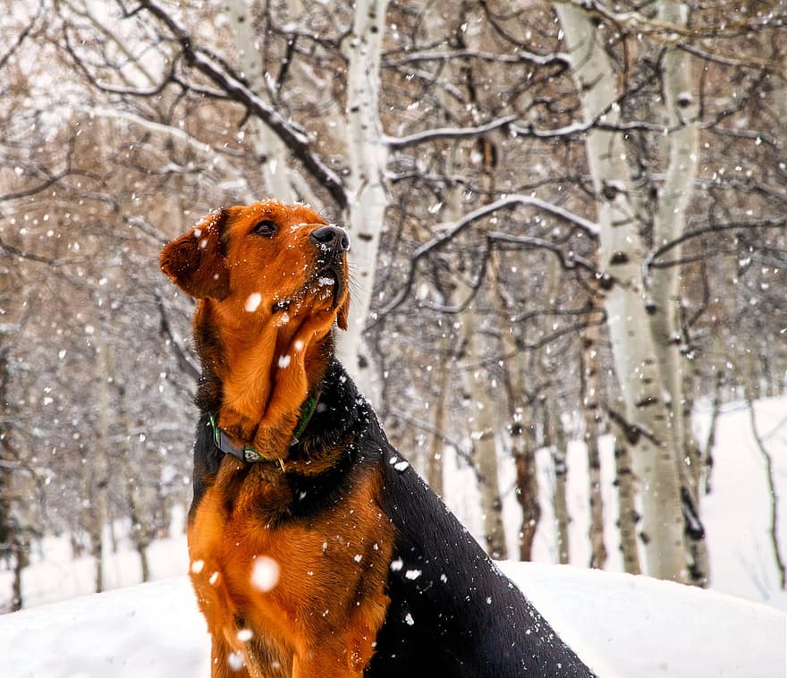 anjing, membelai, hewan, bulu, moncong, musim dingin, mamalia, salju, potret anjing