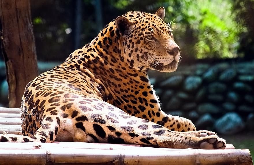 ghepardo, felino, gatto selvatico, animale selvaggio, natura, predatore, bestia, mammifero, fotografia animale