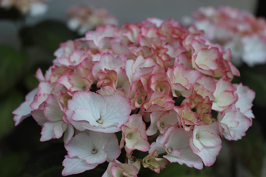 hortensia, bloesem, bloeien, roze, wit, detailopname, sierplant, zomer, hortensiabloem, achtergrond, bloemblaadjes