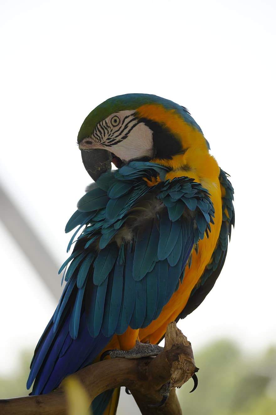 папагал, птица, дивата природа, животно, папагалите, орнитология, природа, многоцветни, перце, син, клюн