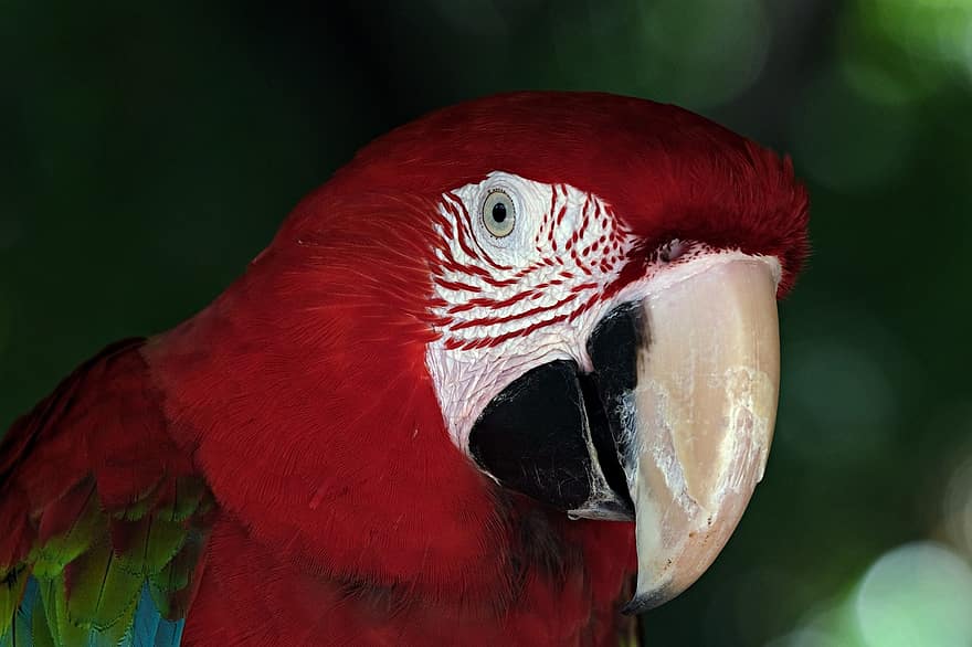 pappagallo, uccello, animale, natura, aviaria, ornitologia, becco, piuma, ara, multicolore, clima tropicale
