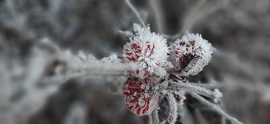 Rose Hips, Winter, Frost, Ice Crystals, Nature, Seeds, Macro, Myfestiveseason, Netherlands