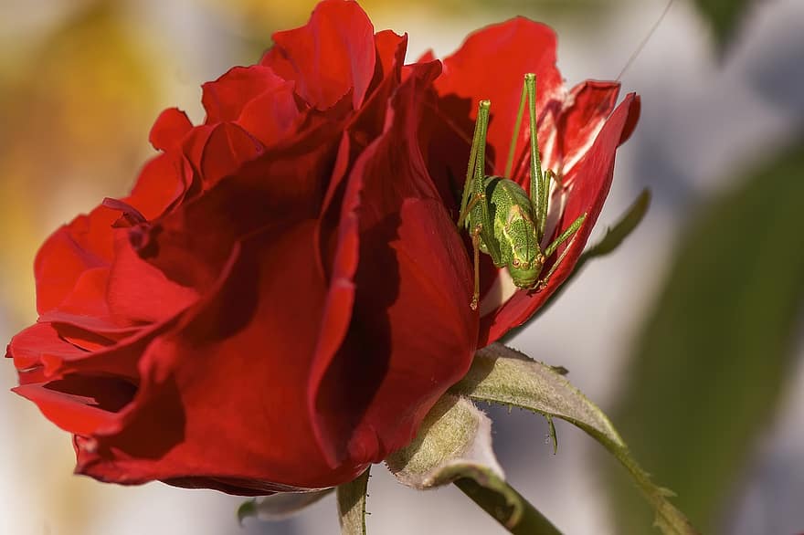 konik polny, Róża, owad, czerwona róża, czerwony kwiat, płatki, czerwone płatki, szarańcza, modliszka, entomologia, kwiat