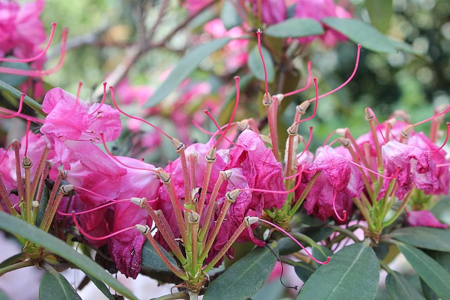 rhododendron, asalea, rosa blomster, blomster, vår, natur, blomstrer, blad, anlegg, nærbilde, sommer