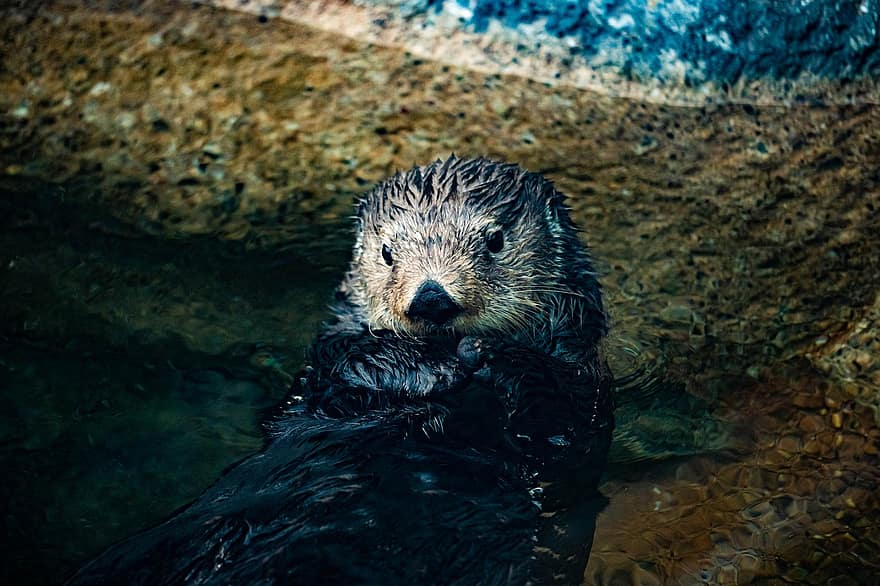 Sea Otter, Marine, Mammal, Aquatic, Swimming, Zoo, Furry, Float