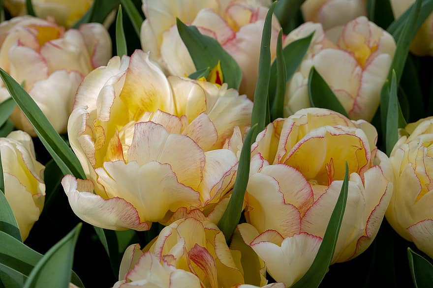 tulipán, sárga tulipánok, virágok, kert, virágokat, sárga virágok