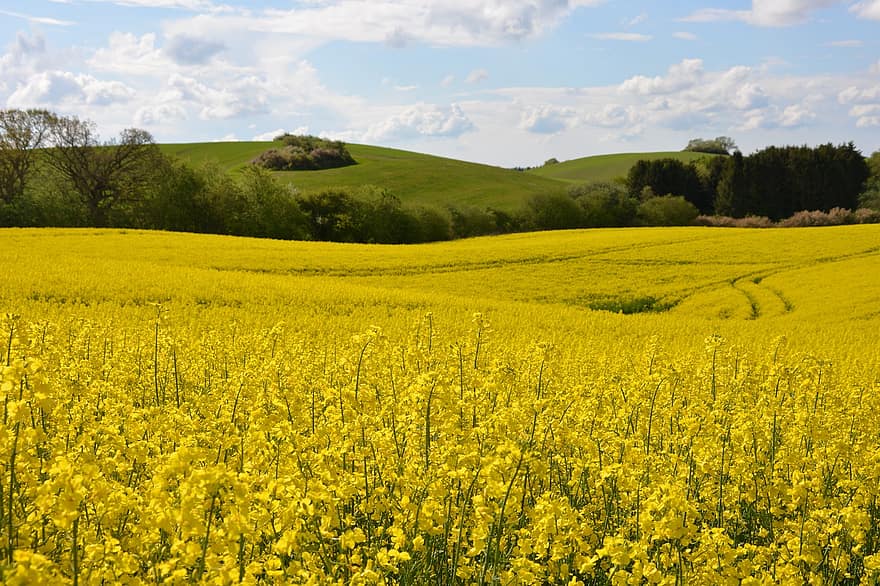 Rapeseed, Flowers, Field, Agriculture, Farm, Farming, Cultivation, Nature, Landscape, Rural