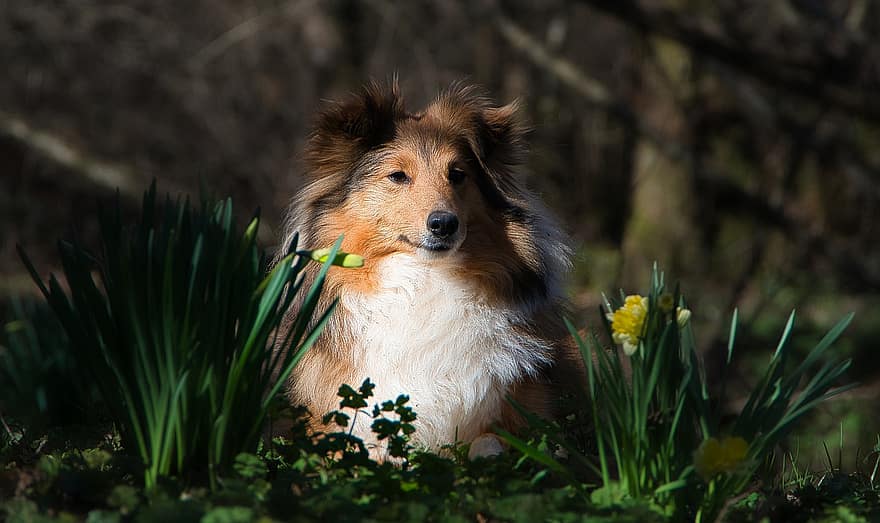 Shetland, Dog, Pet, Canine, Animal, Fur, Snout, Mammal, Dog Portrait, Animal World, pets