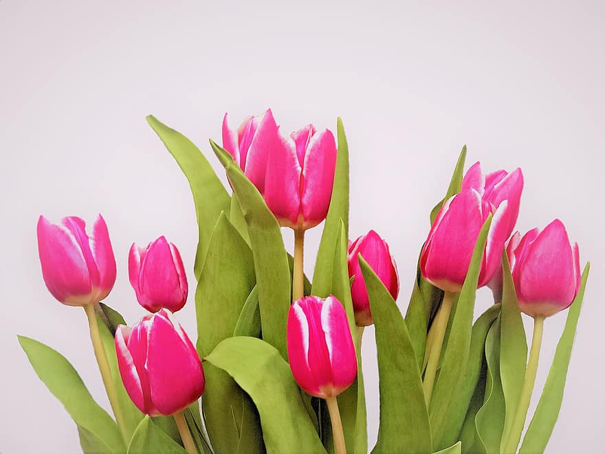 tulipaner, blomster, lyserøde blomster, kronblade, pink kronblade, flor, blomstre, flora, planter, forår blomster, tulipan