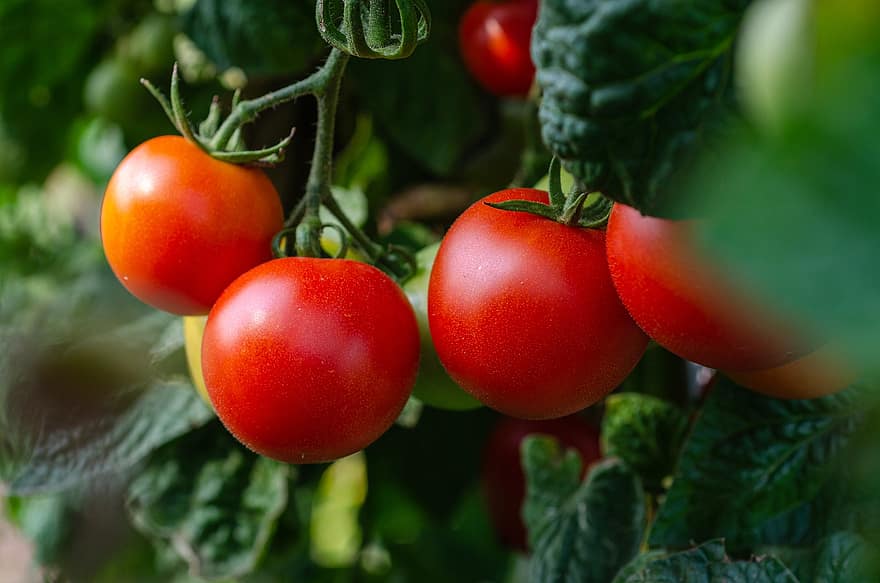 tomater, grönsaker, färsk, buske, trädgård, hälsosam