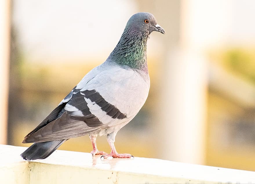 pigeon, colombe de roche, oiseau, Colombe, Pigeon, la nature, ornithologie, le bec, plume, fermer, animaux à l'état sauvage