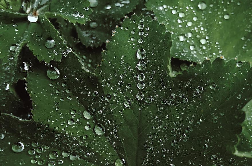 lašelinė, lapai, lašas vandens, šlapias, lietus, fonas, žalias