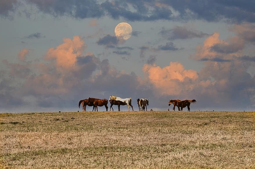 животное, лошади, млекопитающее, природа, небо, Луна, жеребенок, лошадиный, вид, выгон, трава