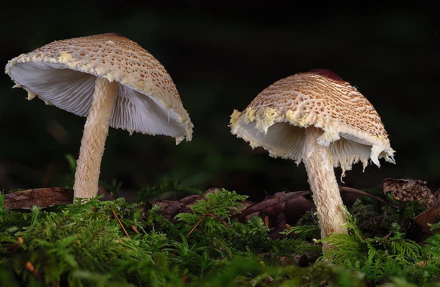 Kaštan Dapperling, houby, houba, Lepiota Castanea, lesní houby, les