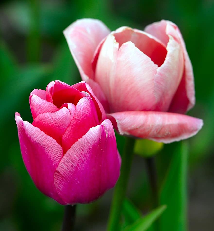 tulipaner, blomster, planter, lyserøde blomster, kronblade, flor, blomstre, forår, flora, natur