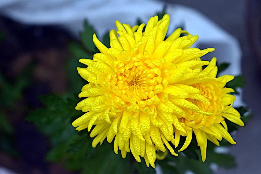crisantemo, giallo, fiori, Guazza, gocce d'acqua, fiori gialli, petali gialli, petali, fioritura, fiorire, flora