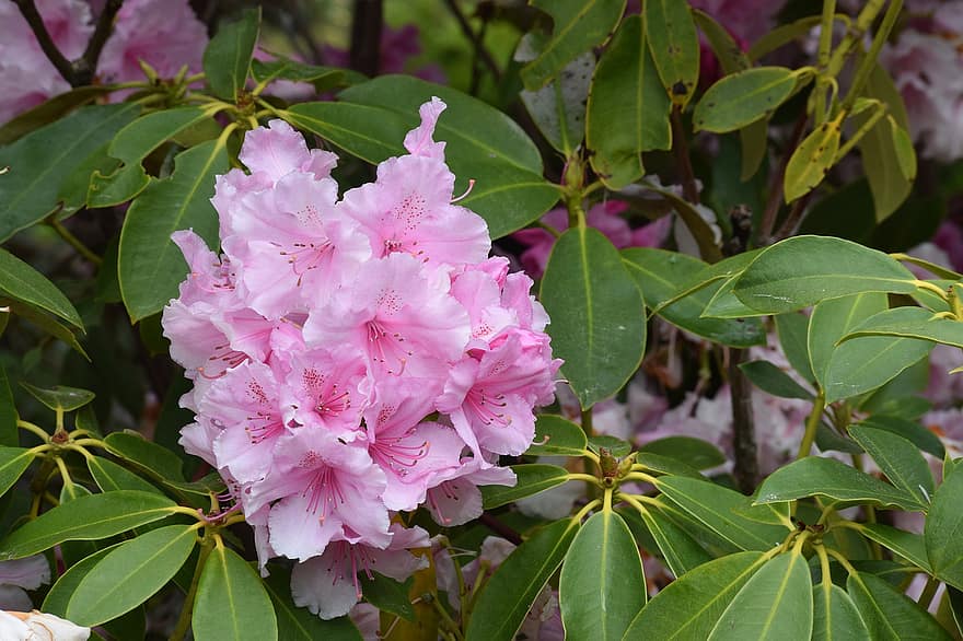 Rhododendron-Blume, pinke Blume, Azalee, Frühling, blühen, Blumen