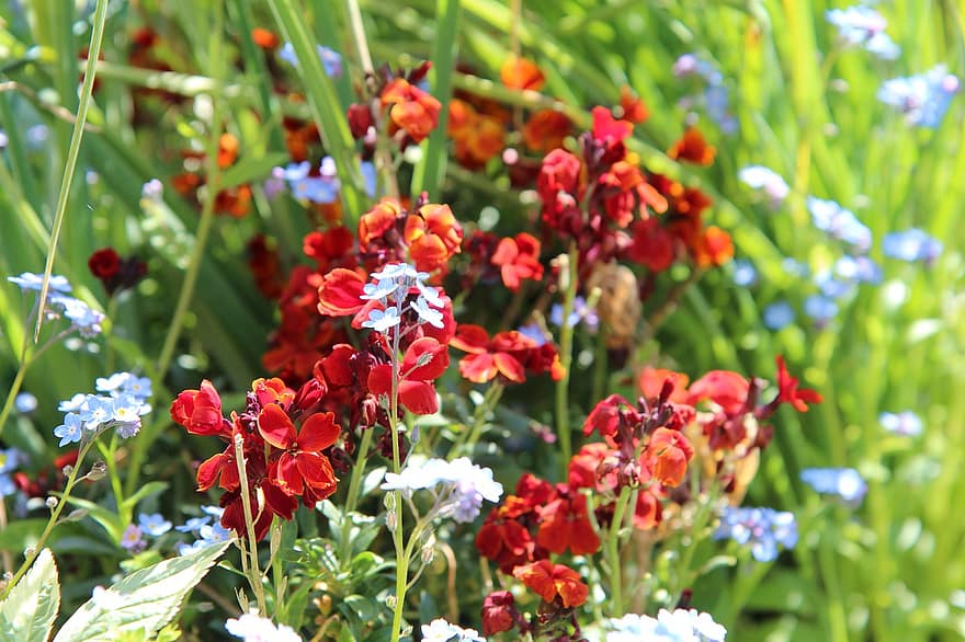 αγριολούλουδα, Κόκκινα Wallflowers, λουλούδια, ανθίζω, άνθος, χλωρίδα, ανθοκομία, κηπουρική, βοτανική, φύση, φυτά
