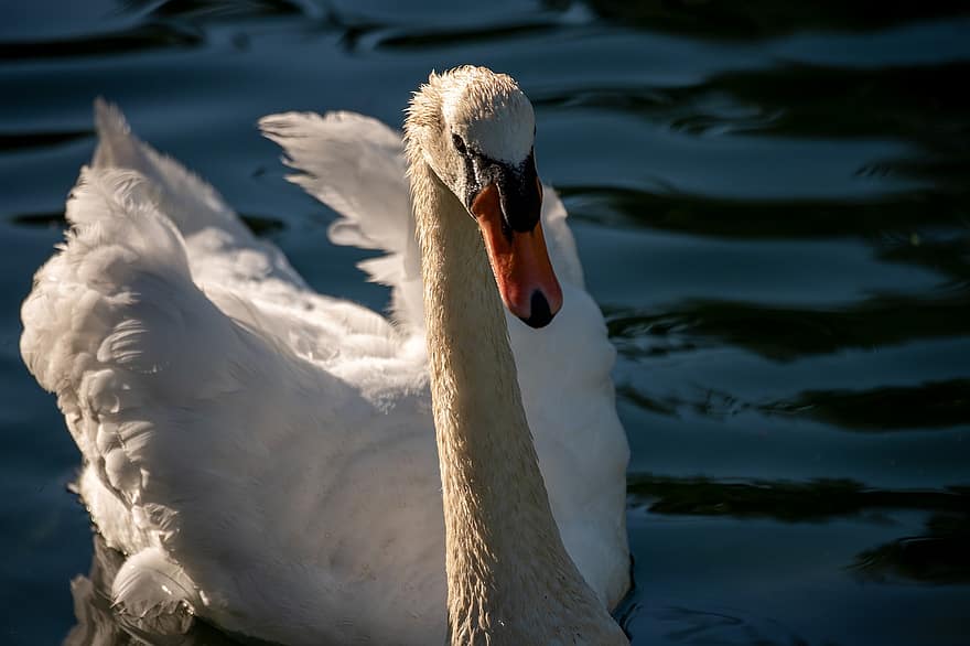 Swan, Mute Swan, White Swan, Lake, Waterfowl, Nature, Bird, Feathers, Water, Animal, Saint Charles