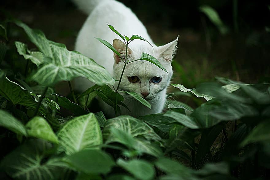 gato, animal, felino, pele, gatinha, gato branco, bigodes, mamífero, plantas, doméstico, gato doméstico