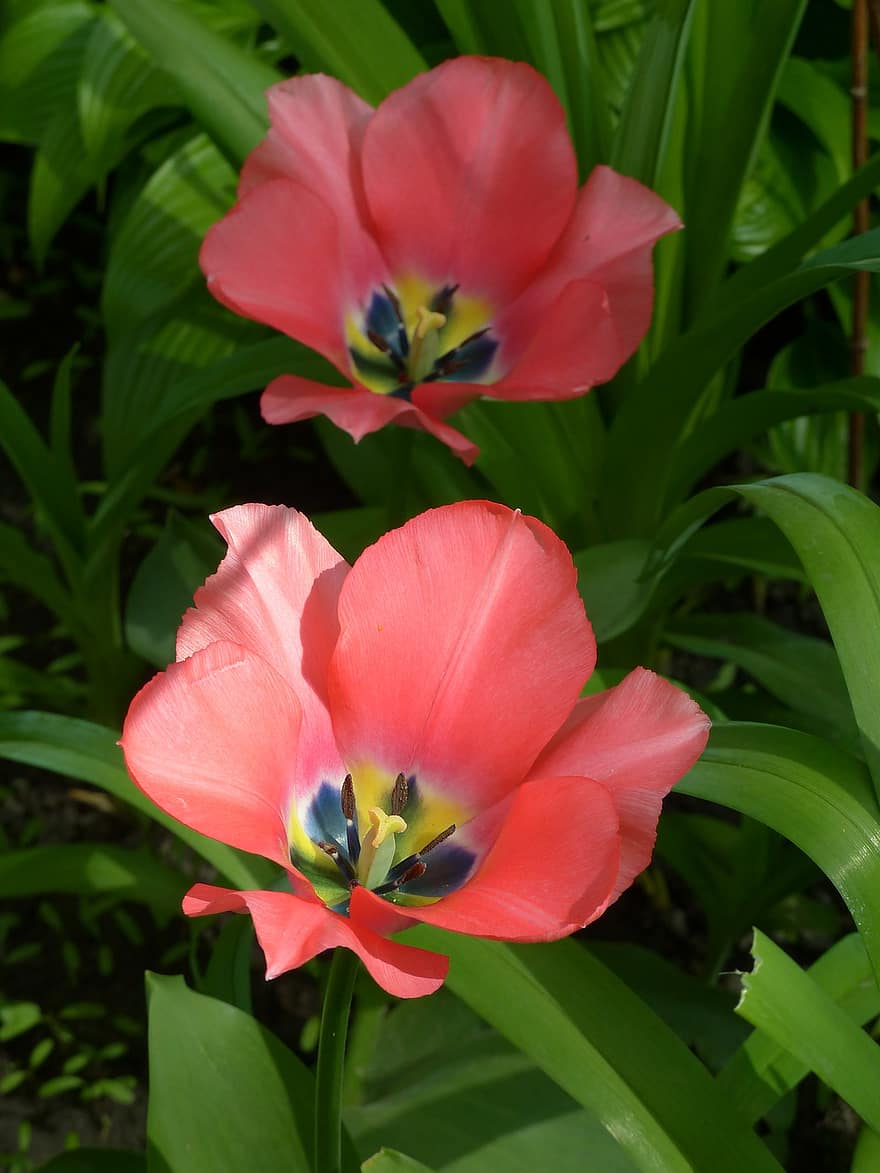tulipany, kwiaty, rośliny, różowe tulipany, płatki, pręciki, kwiat, flora, wiosna, Natura, roślina