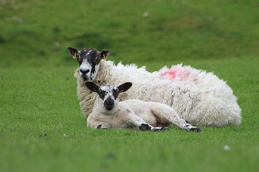 những con cừu, động vật, động vật có vú, đứa bé, hàng tồn kho, cừu nhà, nông trại, động vật nhai lại, móng guốc, phong cảnh, Thiên nhiên